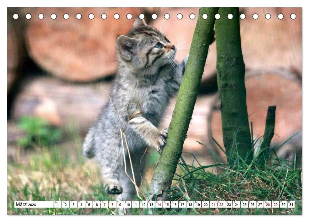 Bild: 9783457883433 | Wildkatzen - Die lautlosen Jäger des Waldes (Tischkalender 2026 DIN...