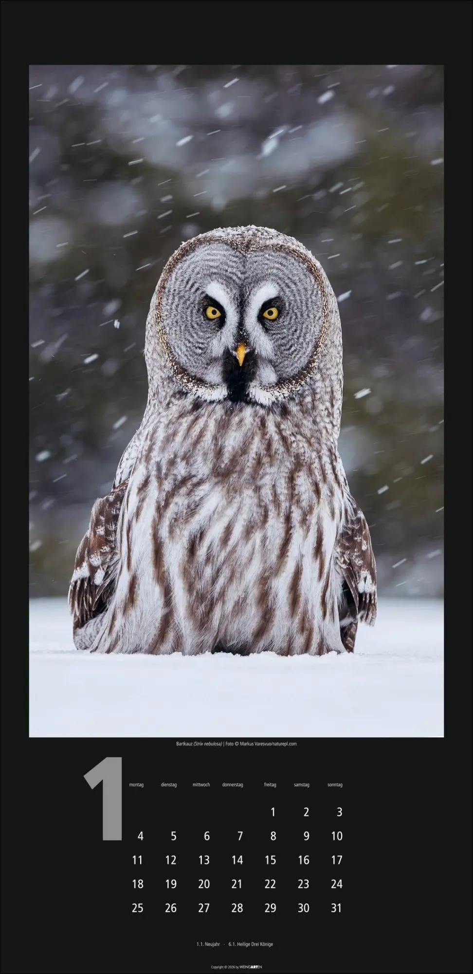 Bild: 9783839903933 | Eulen Kalender 2027 | Kalender | Tierkalender Weingarten | 14 S.