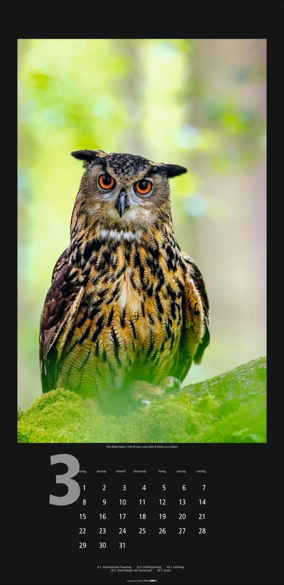 Bild: 9783839903933 | Eulen Kalender 2027 | Kalender | Tierkalender Weingarten | 14 S.
