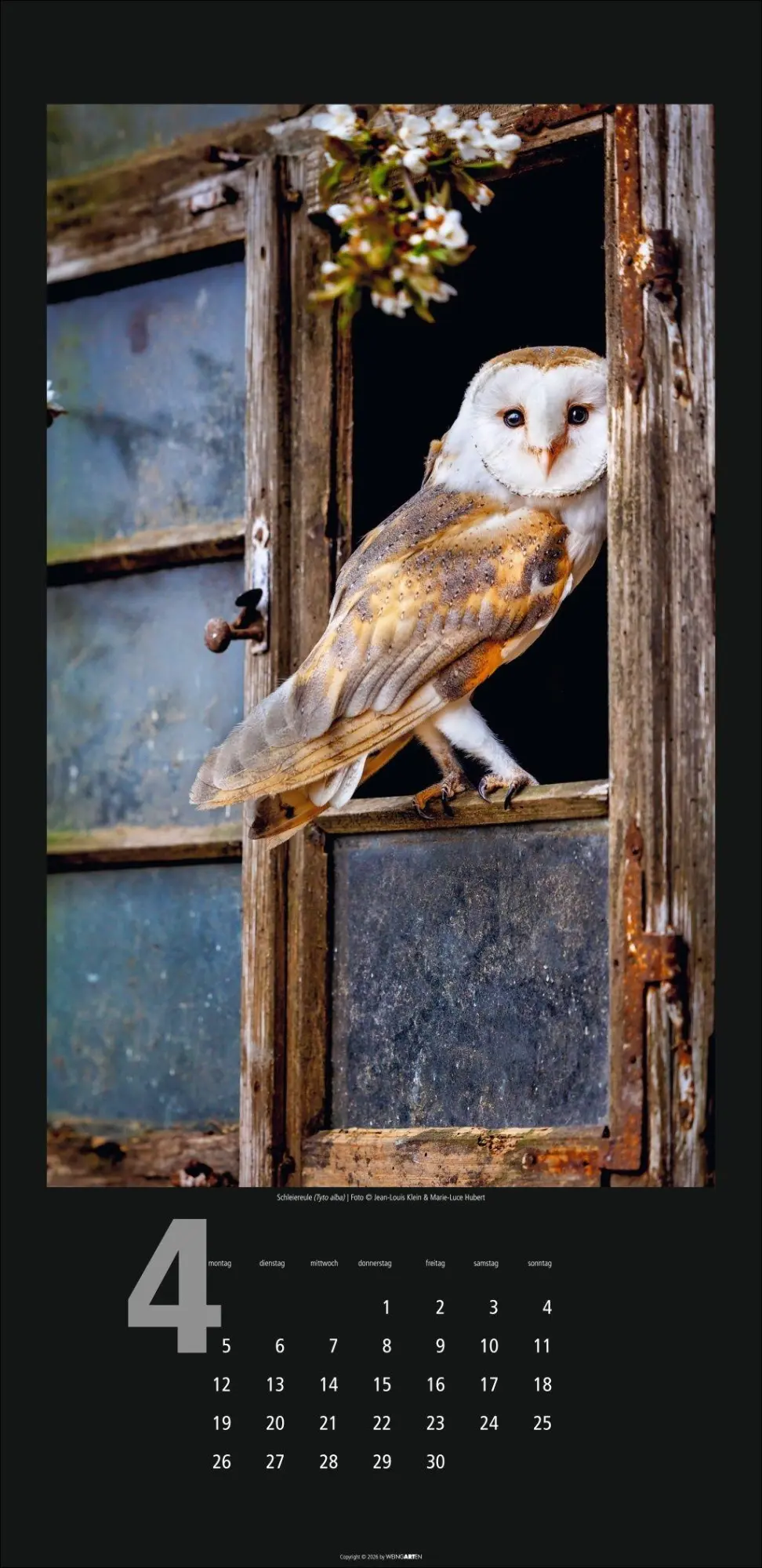 Bild: 9783839903933 | Eulen Kalender 2027 | Kalender | Tierkalender Weingarten | 14 S.