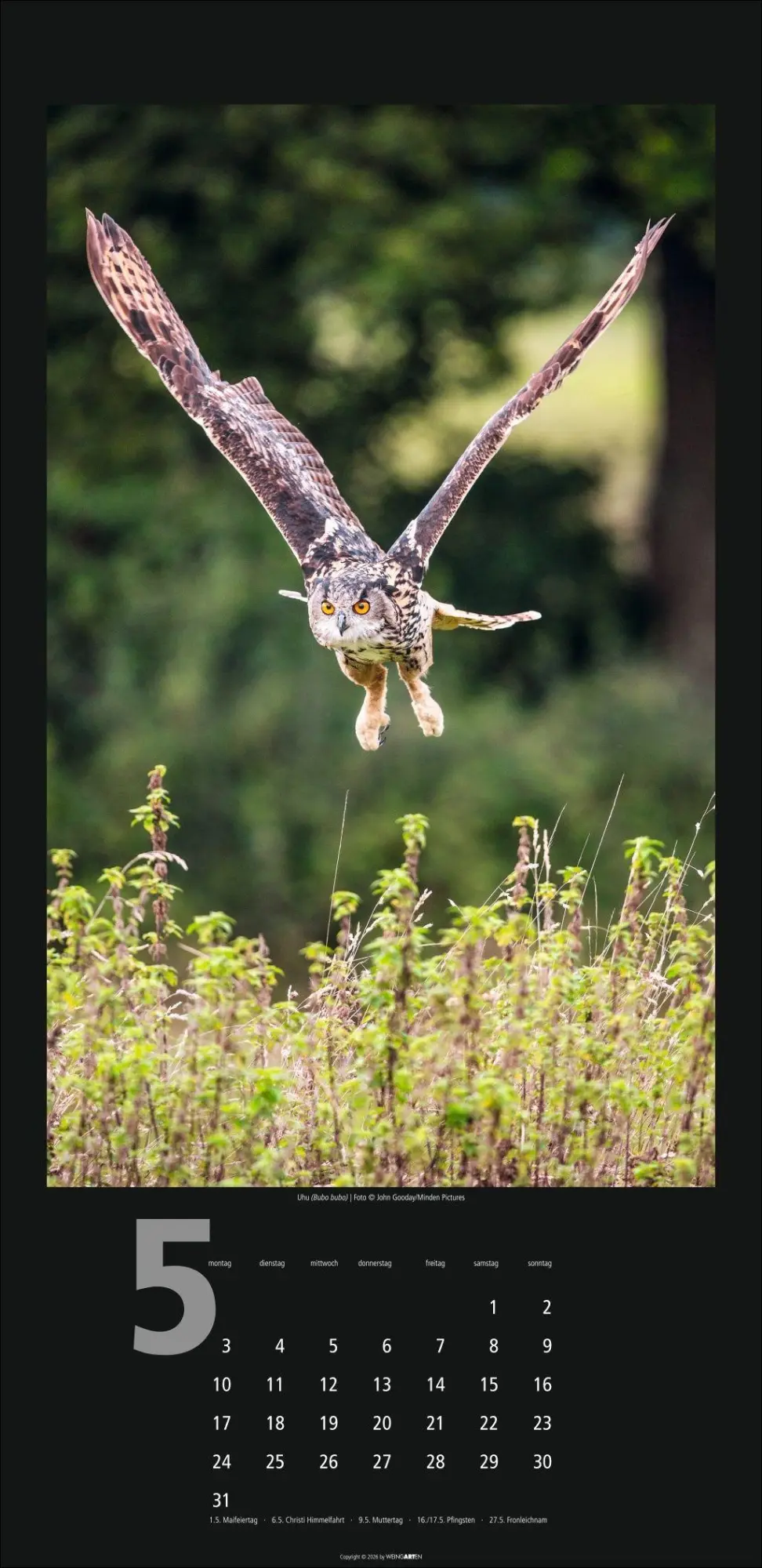 Bild: 9783839903933 | Eulen Kalender 2027 | Kalender | Tierkalender Weingarten | 14 S.