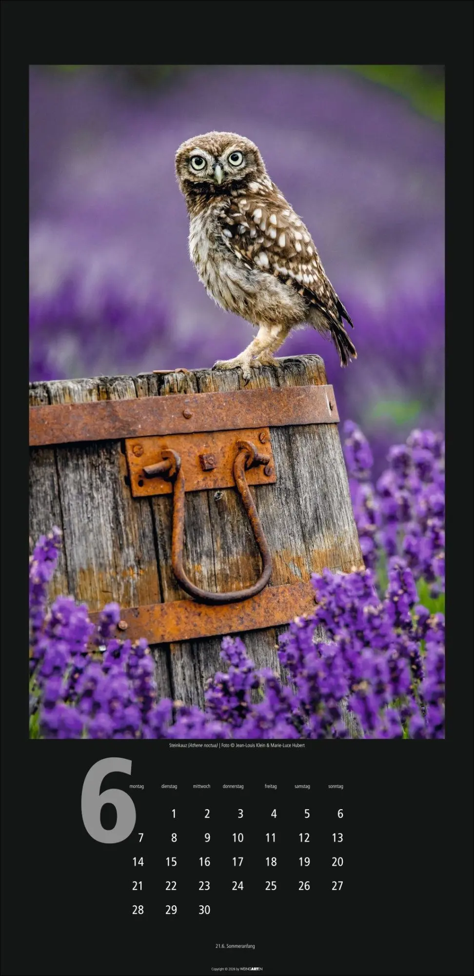Bild: 9783839903933 | Eulen Kalender 2027 | Kalender | Tierkalender Weingarten | 14 S.