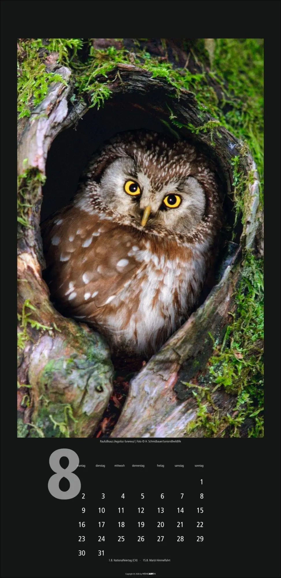 Bild: 9783839903933 | Eulen Kalender 2027 | Kalender | Tierkalender Weingarten | 14 S.