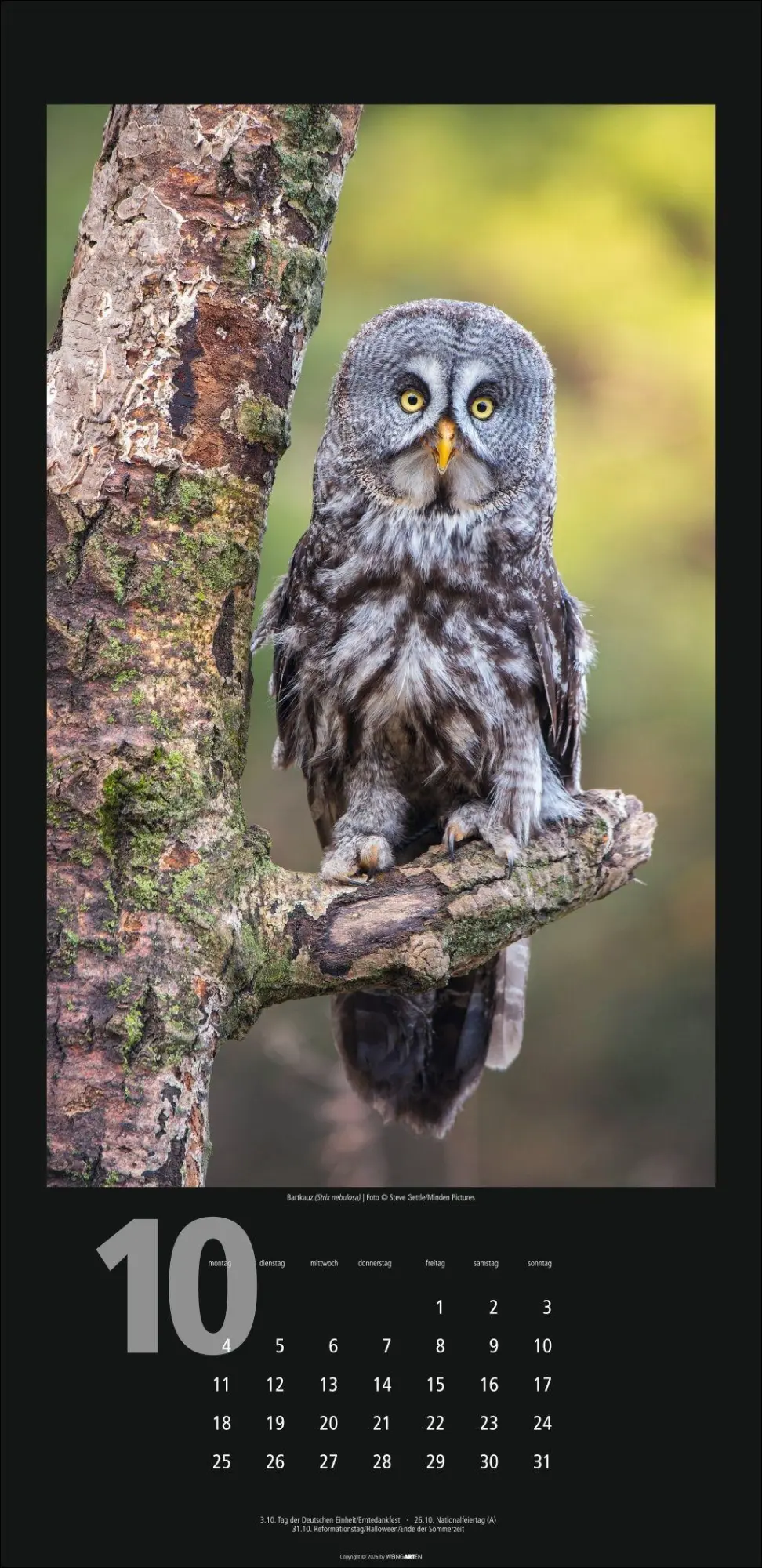 Bild: 9783839903933 | Eulen Kalender 2027 | Kalender | Tierkalender Weingarten | 14 S.