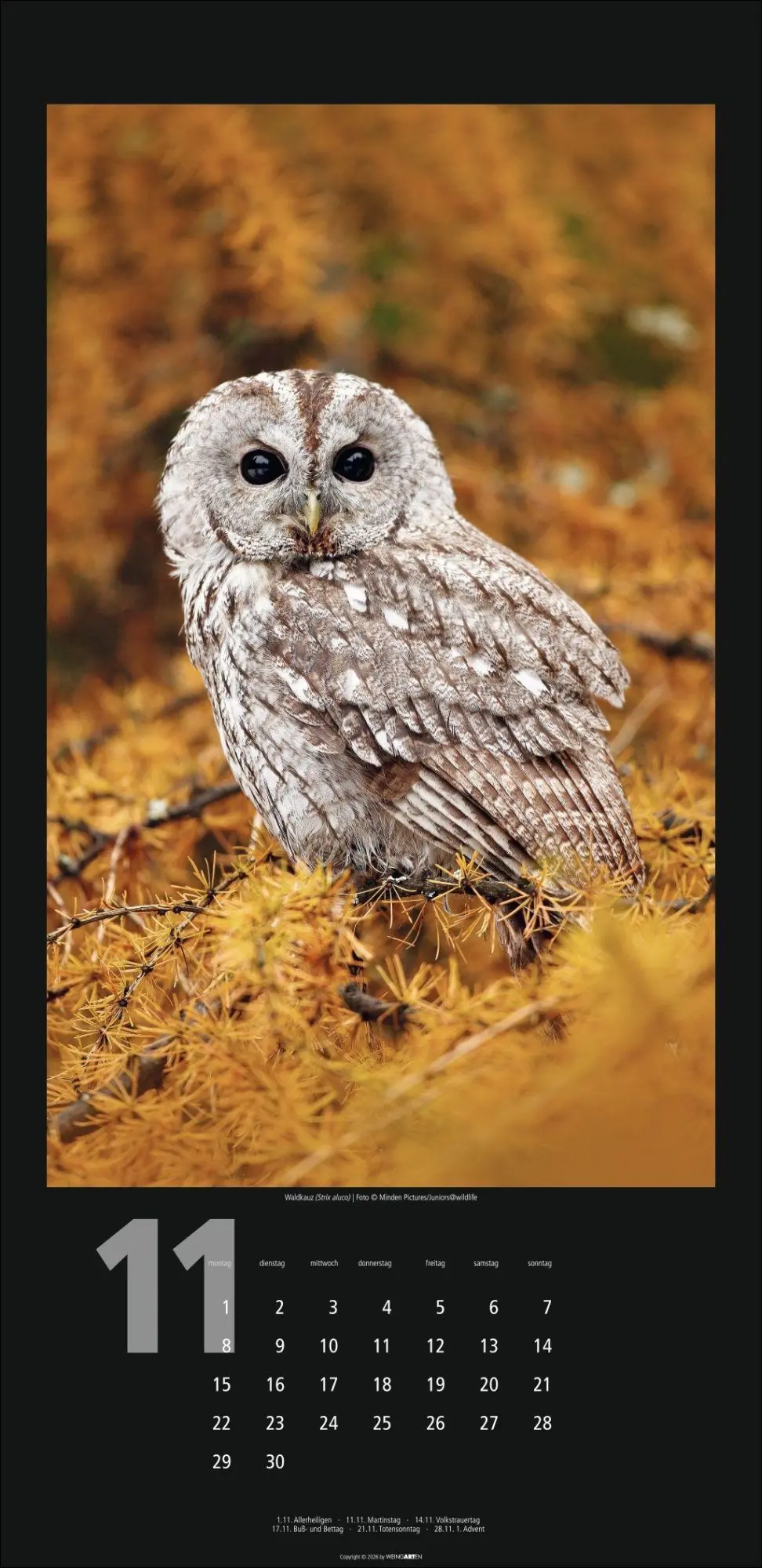 Bild: 9783839903933 | Eulen Kalender 2027 | Kalender | Tierkalender Weingarten | 14 S.