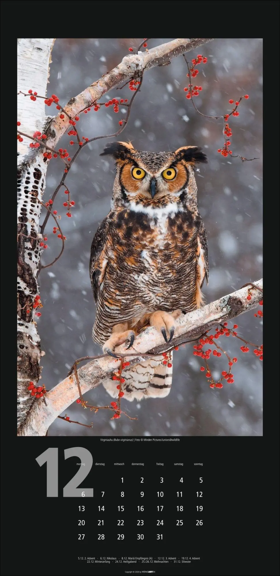 Bild: 9783839903933 | Eulen Kalender 2027 | Kalender | Tierkalender Weingarten | 14 S.
