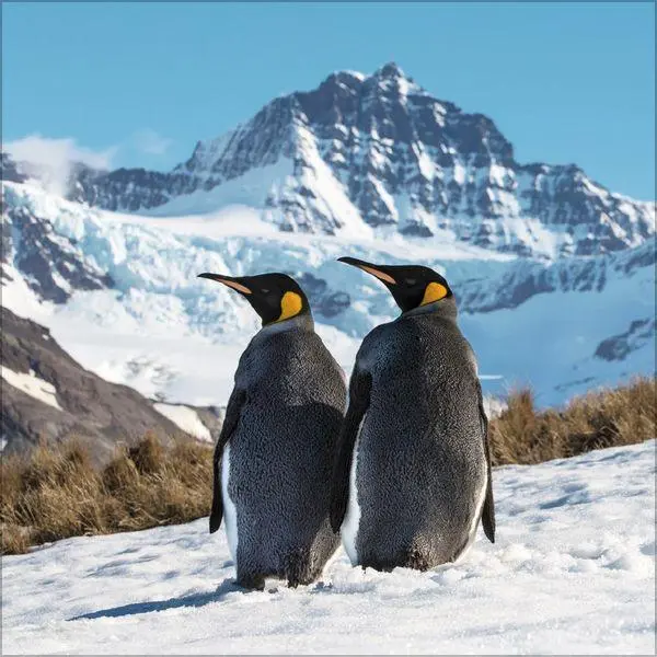 Bild: 9783819304033 | Pinguine 2027 | Verlag Korsch | Kalender | 13 S. | Deutsch | 2027