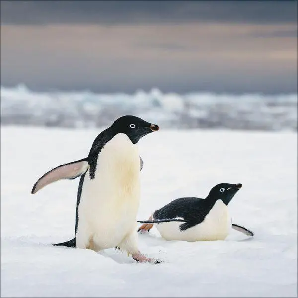 Bild: 9783819304033 | Pinguine 2027 | Verlag Korsch | Kalender | 13 S. | Deutsch | 2027