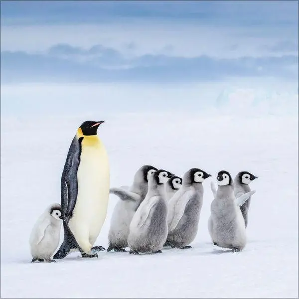 Bild: 9783819304033 | Pinguine 2027 | Verlag Korsch | Kalender | 13 S. | Deutsch | 2027
