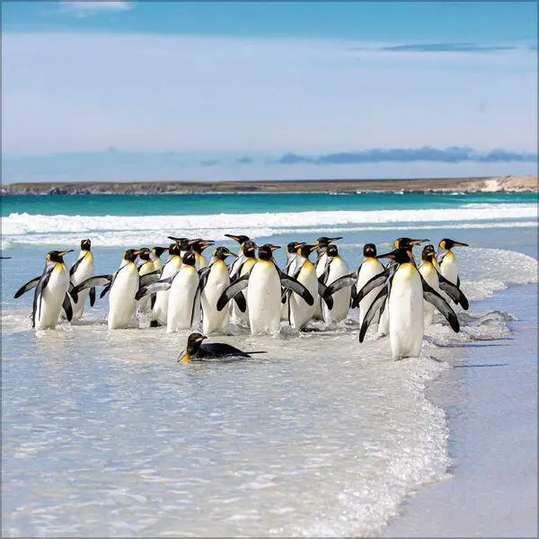 Bild: 9783819304033 | Pinguine 2027 | Verlag Korsch | Kalender | 13 S. | Deutsch | 2027
