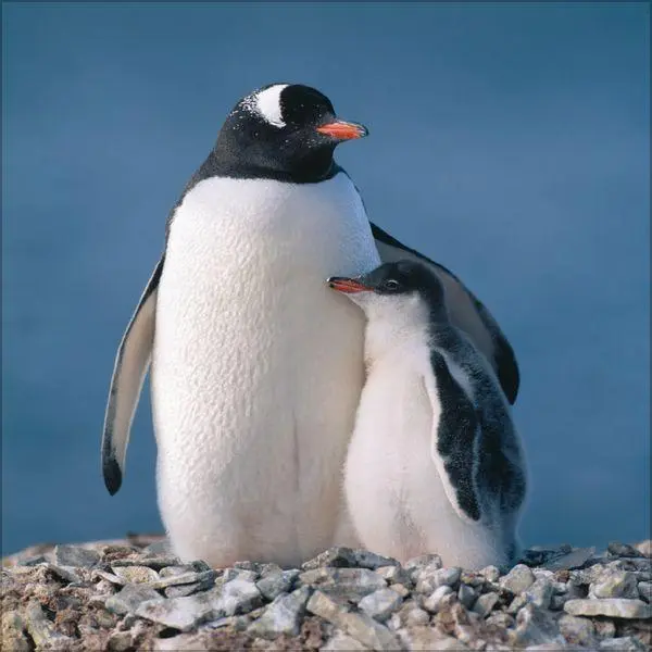 Bild: 9783819304033 | Pinguine 2027 | Verlag Korsch | Kalender | 13 S. | Deutsch | 2027