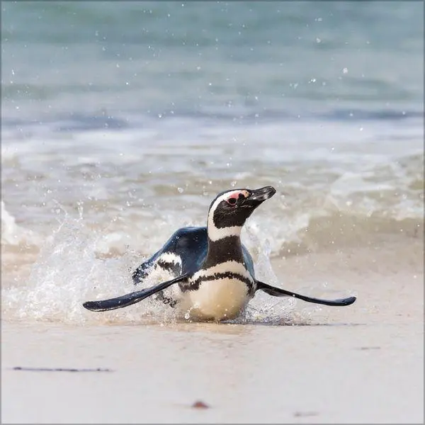 Bild: 9783819304033 | Pinguine 2027 | Verlag Korsch | Kalender | 13 S. | Deutsch | 2027