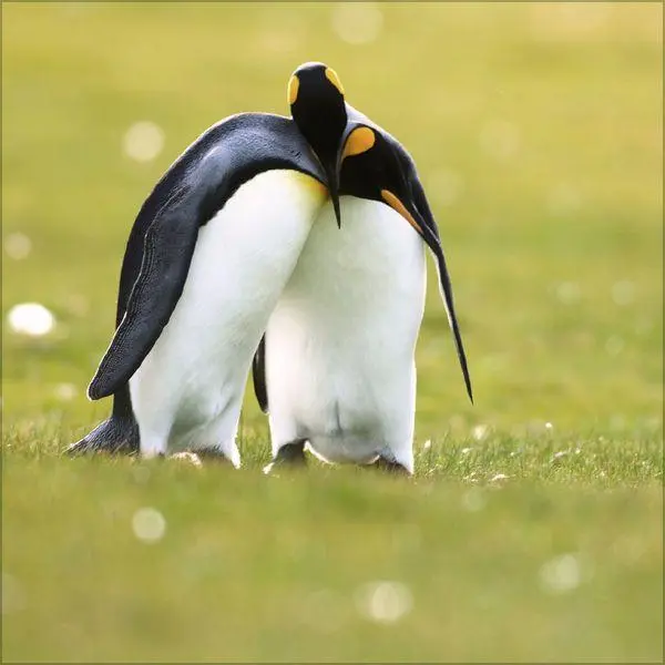 Bild: 9783819304033 | Pinguine 2027 | Verlag Korsch | Kalender | 13 S. | Deutsch | 2027