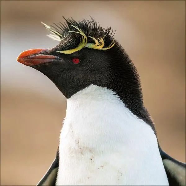 Bild: 9783819304033 | Pinguine 2027 | Verlag Korsch | Kalender | 13 S. | Deutsch | 2027