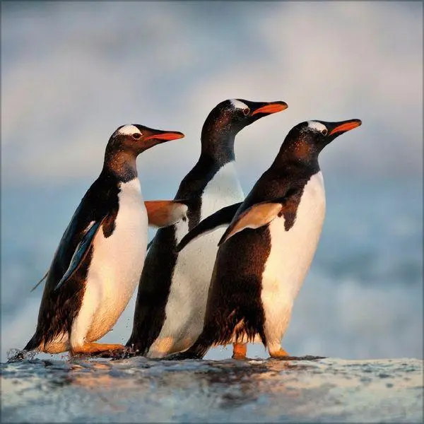 Bild: 9783819304033 | Pinguine 2027 | Verlag Korsch | Kalender | 13 S. | Deutsch | 2027