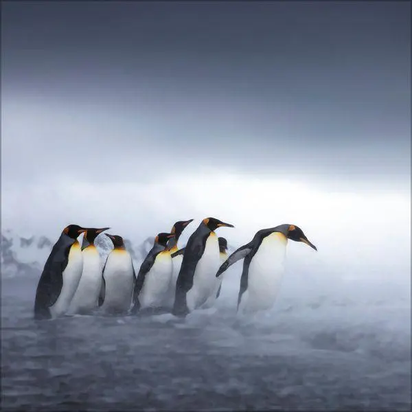 Bild: 9783819304033 | Pinguine 2027 | Verlag Korsch | Kalender | 13 S. | Deutsch | 2027