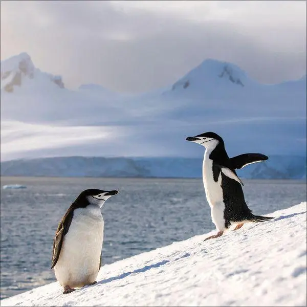 Bild: 9783819304033 | Pinguine 2027 | Verlag Korsch | Kalender | 13 S. | Deutsch | 2027
