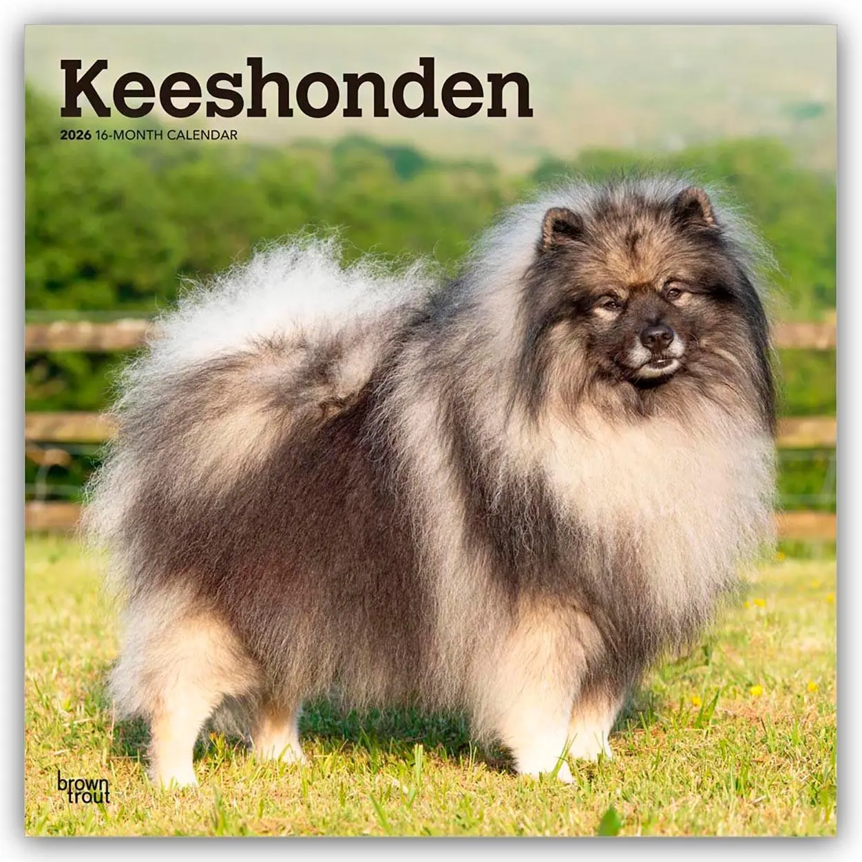 Cover: 9798330704033 | Keeshonden - Wolfsspitz 2026 - 16-Monatskalender | Publishers | 2026