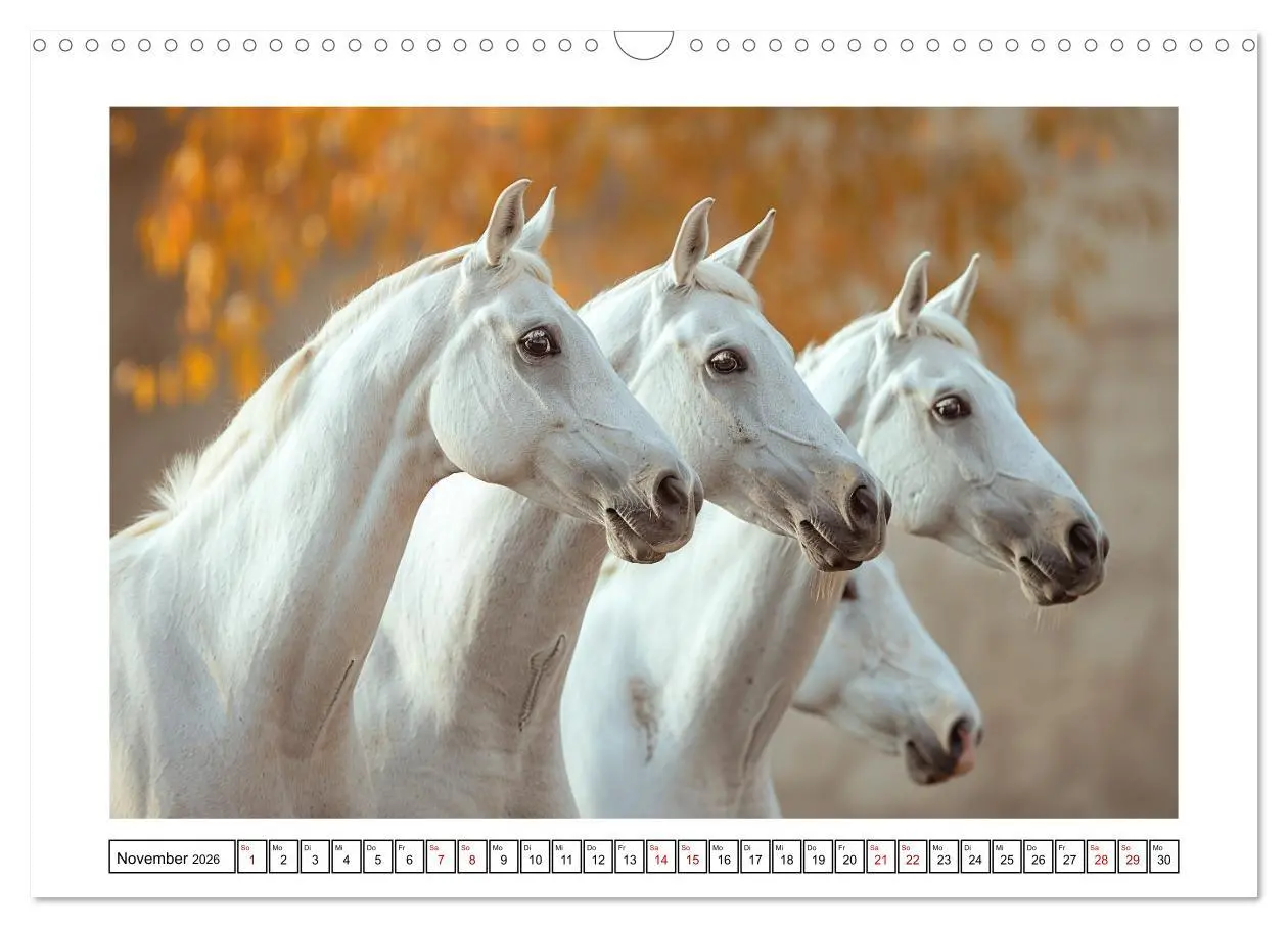 Bild: 9783457404133 | Bezaubernde Eleganz weißer Pferde (Wandkalender 2026 DIN A3 quer),...