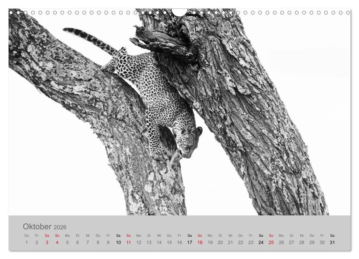 Bild: 9783457884133 | Die Seelen der wilden Tiere (Wandkalender 2026 DIN A3 quer),...