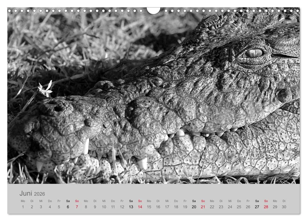 Bild: 9783457884133 | Die Seelen der wilden Tiere (Wandkalender 2026 DIN A3 quer),...