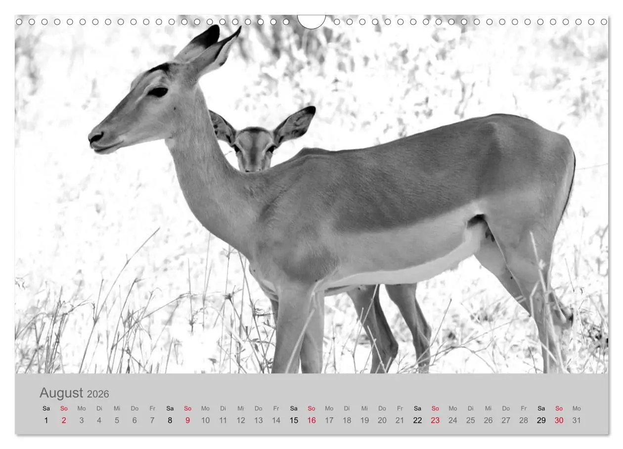 Bild: 9783457884133 | Die Seelen der wilden Tiere (Wandkalender 2026 DIN A3 quer),...