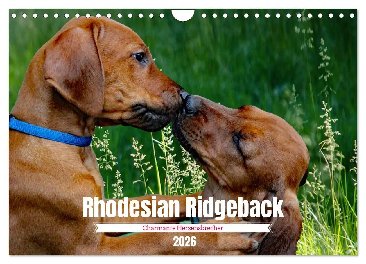 Cover: 9783457564233 | Rhodesian Ridgeback, Charmante Herzensbrecher (Wandkalender 2026...