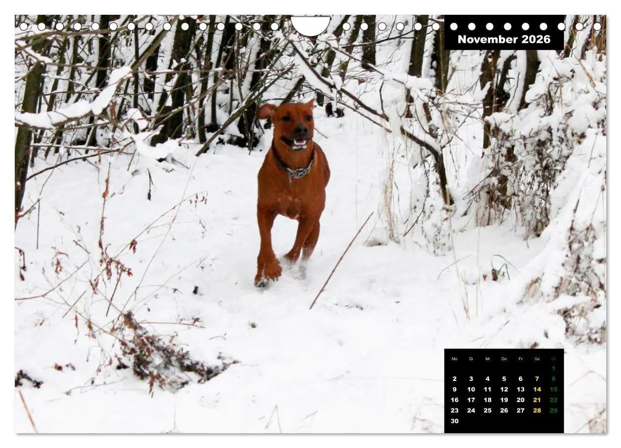 Bild: 9783457564233 | Rhodesian Ridgeback, Charmante Herzensbrecher (Wandkalender 2026...