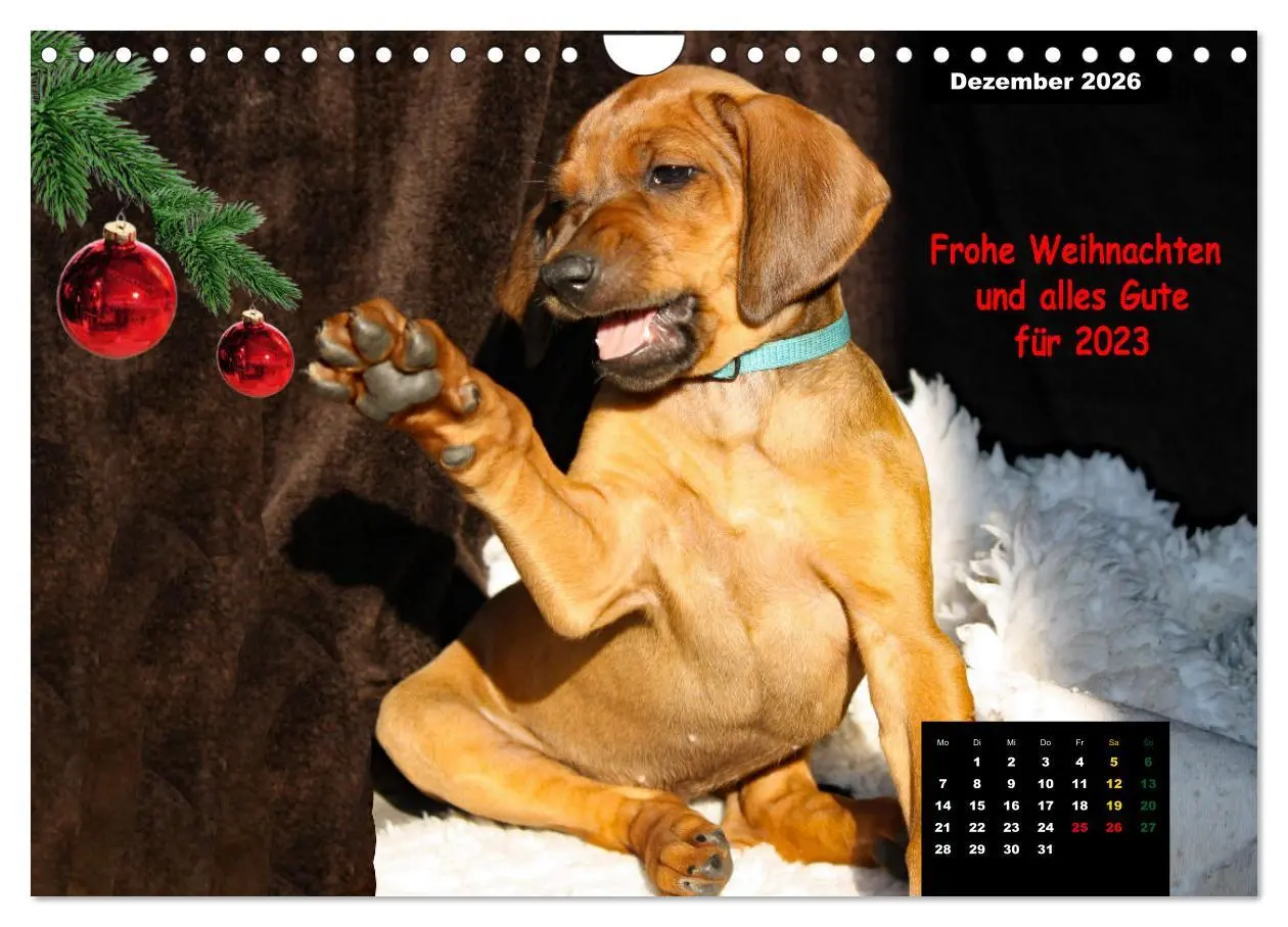 Bild: 9783457564233 | Rhodesian Ridgeback, Charmante Herzensbrecher (Wandkalender 2026...