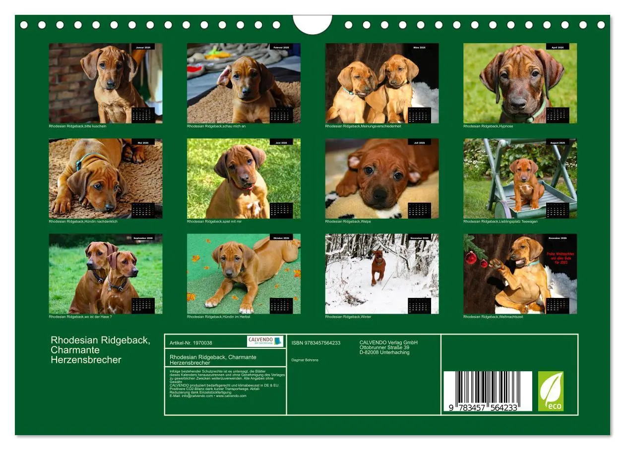 Bild: 9783457564233 | Rhodesian Ridgeback, Charmante Herzensbrecher (Wandkalender 2026...