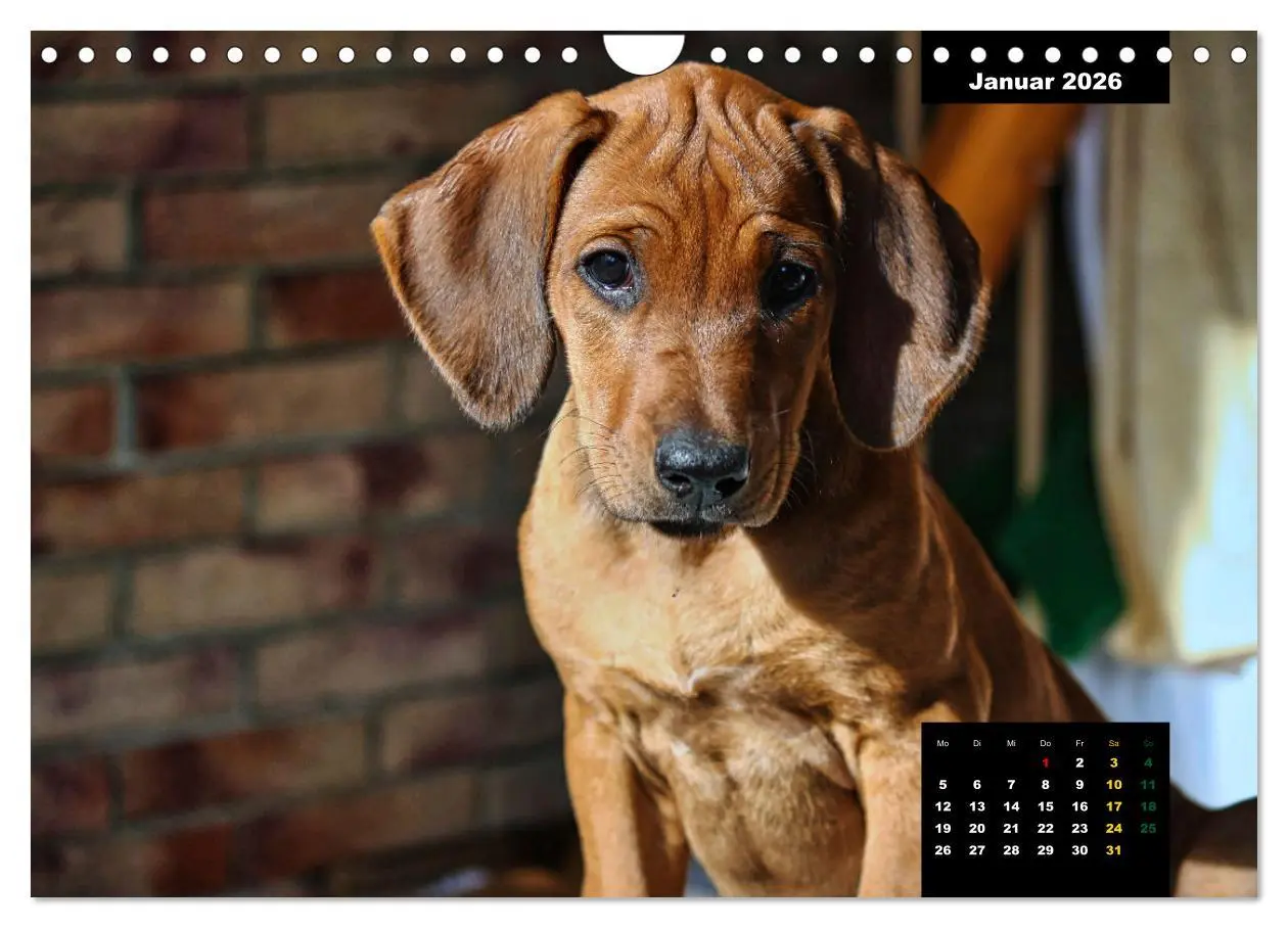 Bild: 9783457564233 | Rhodesian Ridgeback, Charmante Herzensbrecher (Wandkalender 2026...