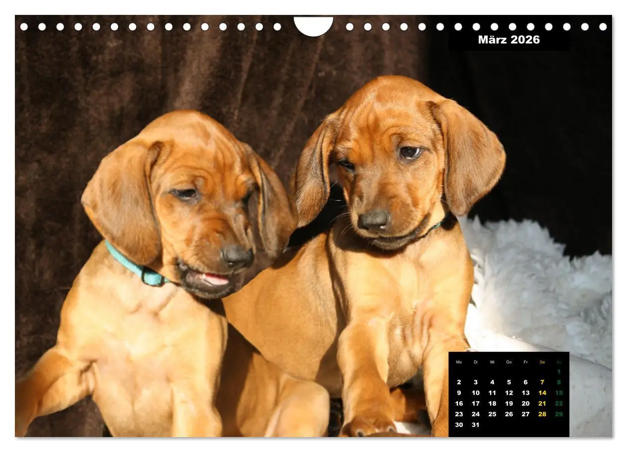 Bild: 9783457564233 | Rhodesian Ridgeback, Charmante Herzensbrecher (Wandkalender 2026...