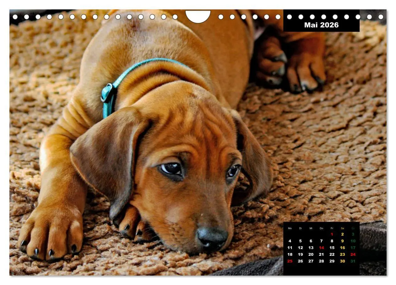Bild: 9783457564233 | Rhodesian Ridgeback, Charmante Herzensbrecher (Wandkalender 2026...