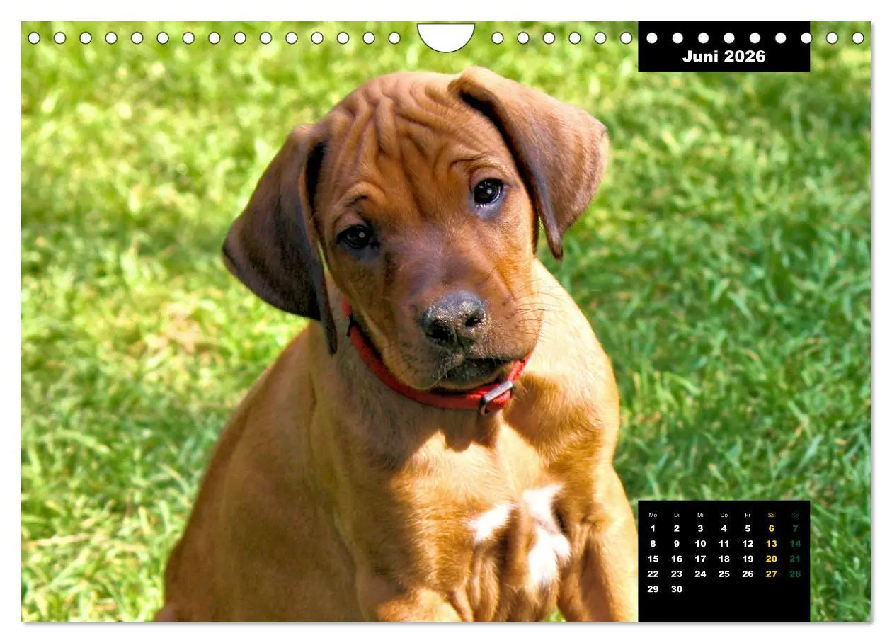 Bild: 9783457564233 | Rhodesian Ridgeback, Charmante Herzensbrecher (Wandkalender 2026...