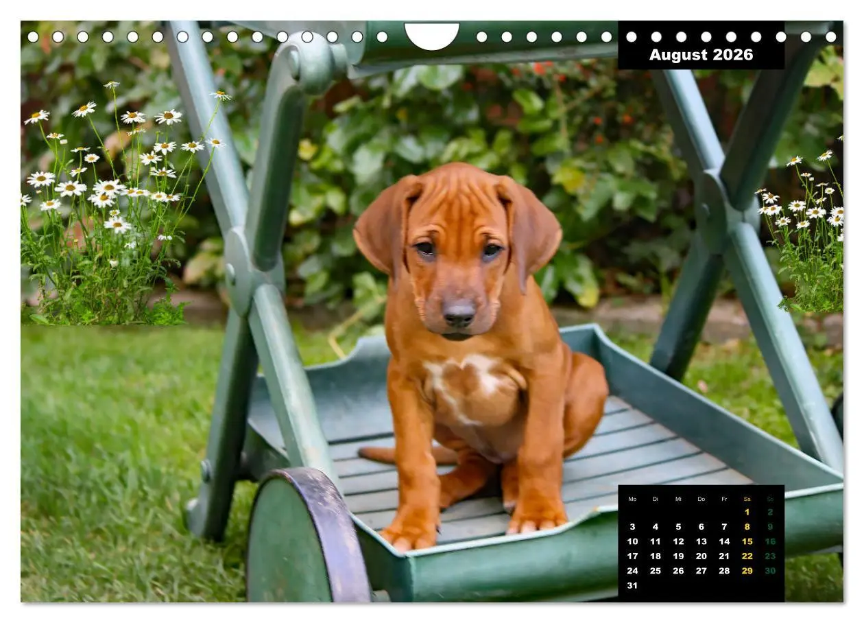 Bild: 9783457564233 | Rhodesian Ridgeback, Charmante Herzensbrecher (Wandkalender 2026...