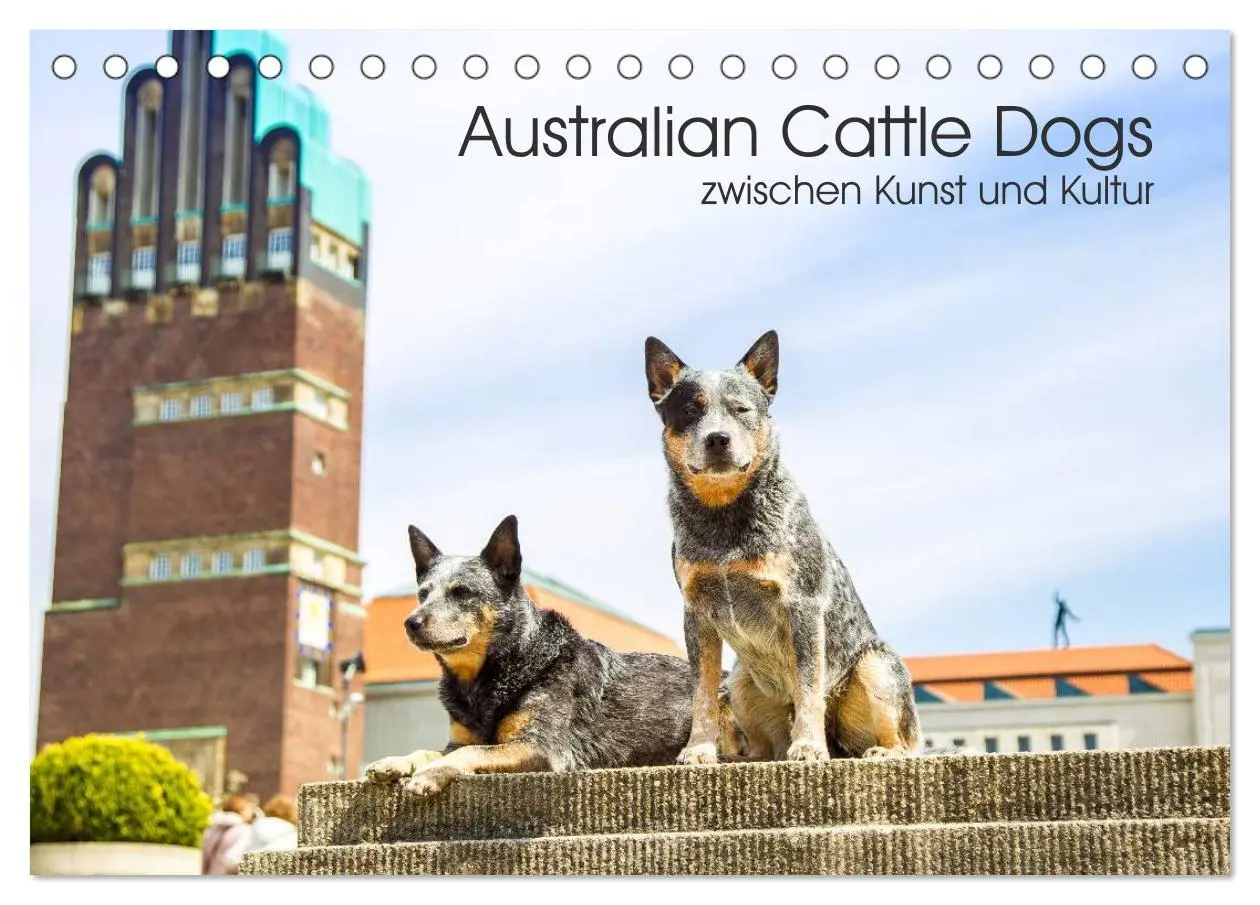 Cover: 9783457944233 | Australian Cattle Dogs zwischen Kunst und Kultur (Tischkalender...