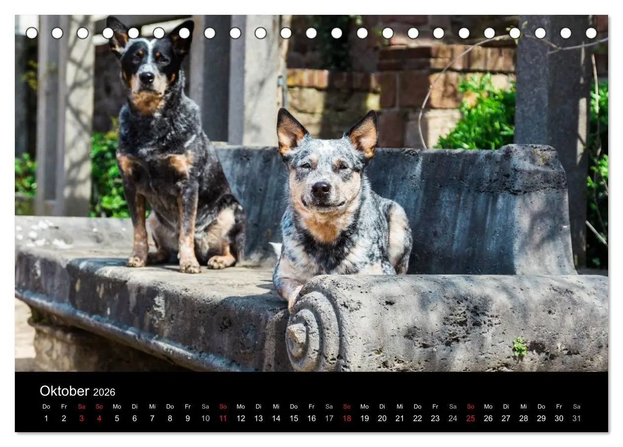Bild: 9783457944233 | Australian Cattle Dogs zwischen Kunst und Kultur (Tischkalender...