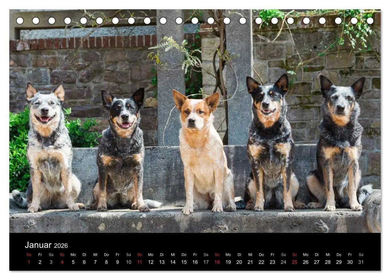 Bild: 9783457944233 | Australian Cattle Dogs zwischen Kunst und Kultur (Tischkalender...