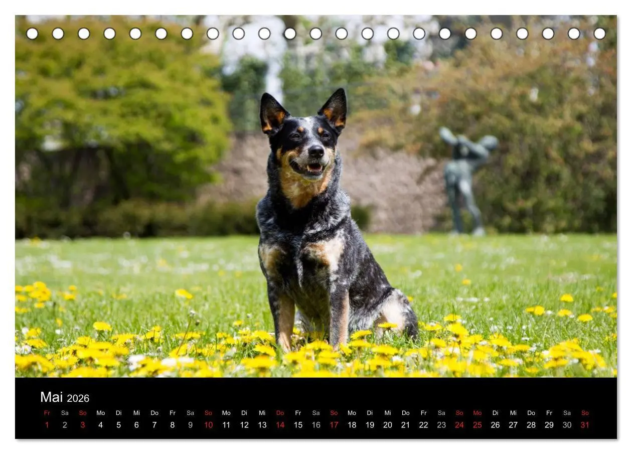 Bild: 9783457944233 | Australian Cattle Dogs zwischen Kunst und Kultur (Tischkalender...