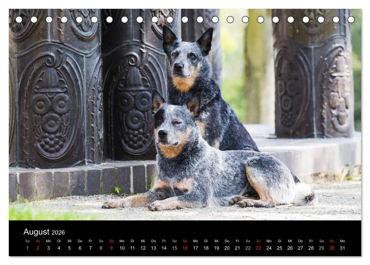Bild: 9783457944233 | Australian Cattle Dogs zwischen Kunst und Kultur (Tischkalender...