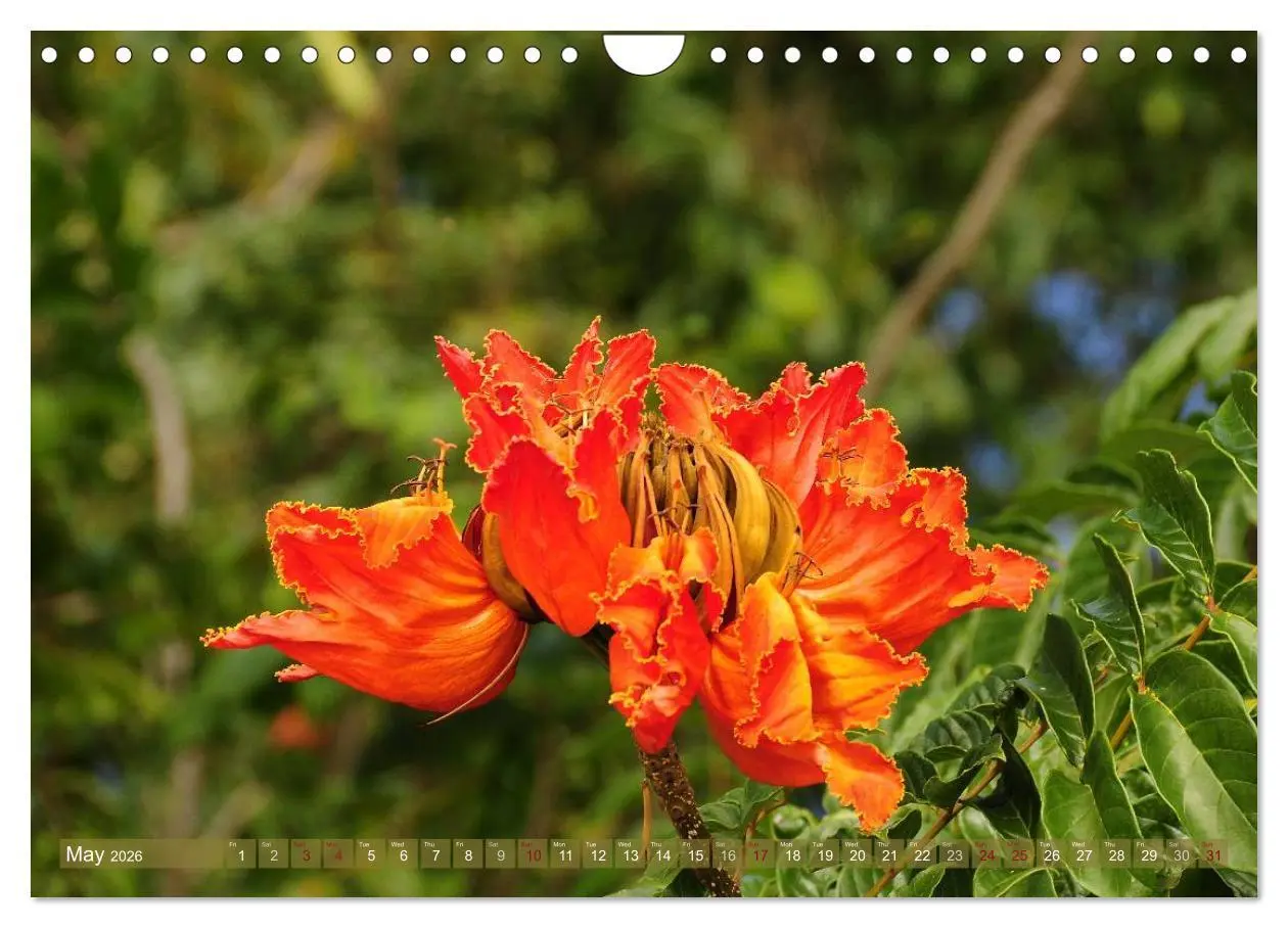 Bild: 9783516584233 | The Paradise of Hawaii (Wall Calendar 2026 DIN A4 landscape),...