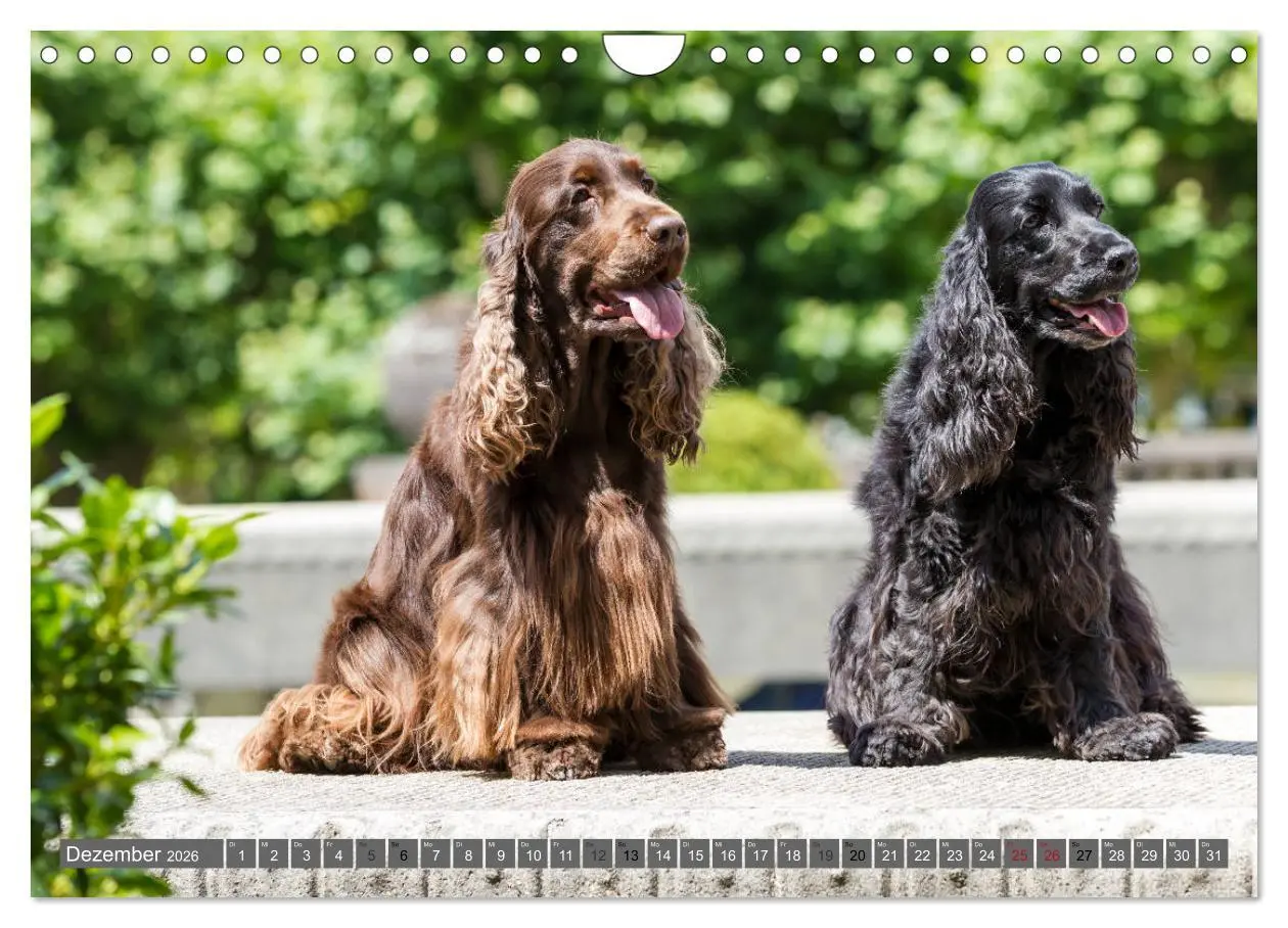 Bild: 9783457904633 | English Cocker Spaniels - Ein Spaziergang im Park (Wandkalender...