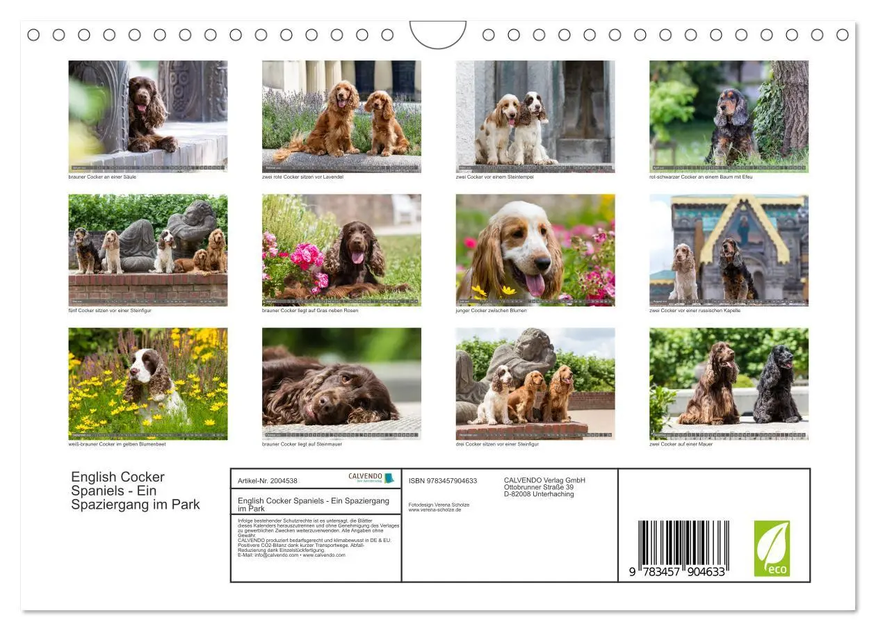 Bild: 9783457904633 | English Cocker Spaniels - Ein Spaziergang im Park (Wandkalender...