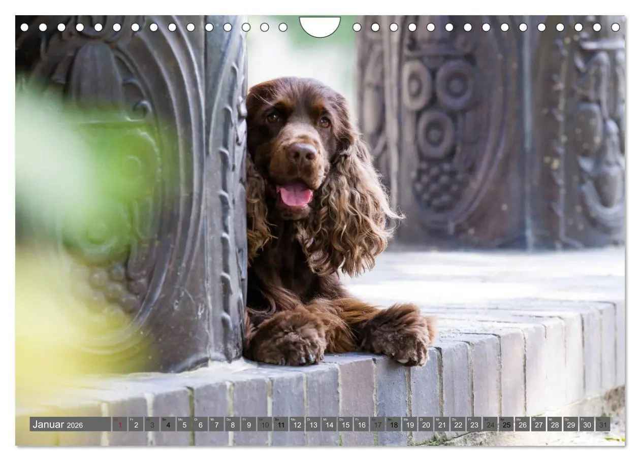 Bild: 9783457904633 | English Cocker Spaniels - Ein Spaziergang im Park (Wandkalender...