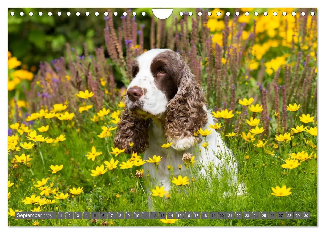 Bild: 9783457904633 | English Cocker Spaniels - Ein Spaziergang im Park (Wandkalender...