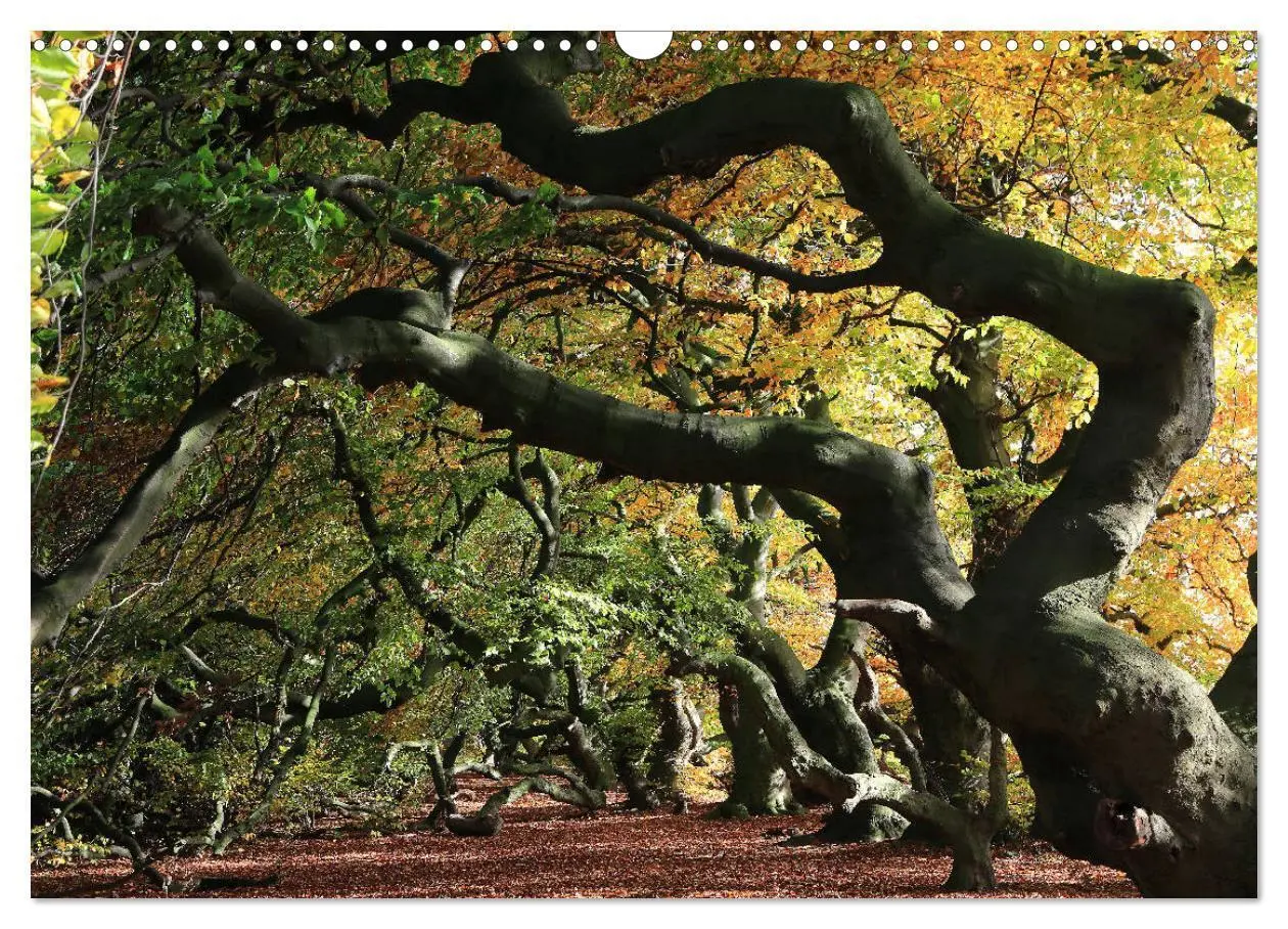 Bild: 9783435354733 | Das Jahr in der Süntelbuchenallee (Wandkalender 2025 DIN A3 quer),...