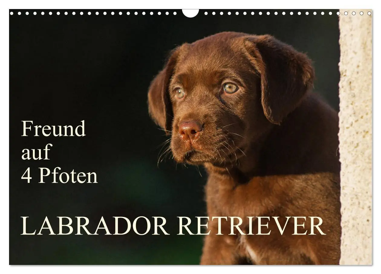 Cover: 9783457824733 | Freund auf 4 Pfoten - Labrador Retriever (Wandkalender 2026 DIN A3...