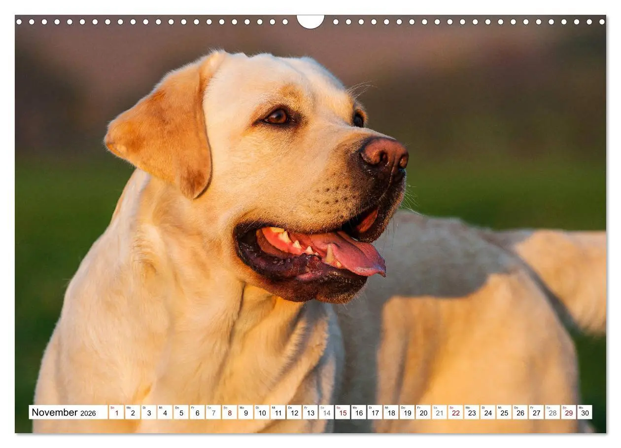 Bild: 9783457824733 | Freund auf 4 Pfoten - Labrador Retriever (Wandkalender 2026 DIN A3...