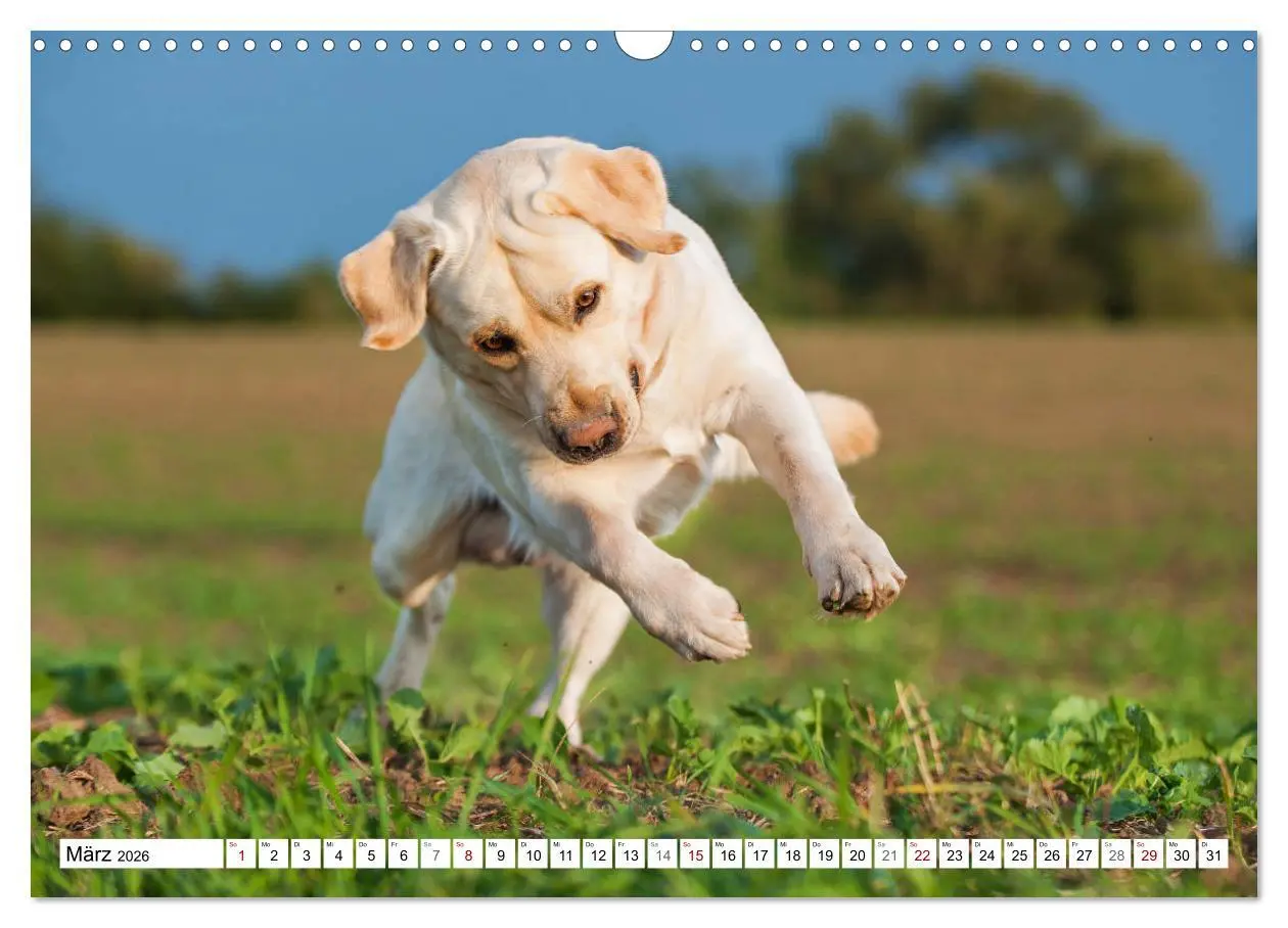 Bild: 9783457824733 | Freund auf 4 Pfoten - Labrador Retriever (Wandkalender 2026 DIN A3...