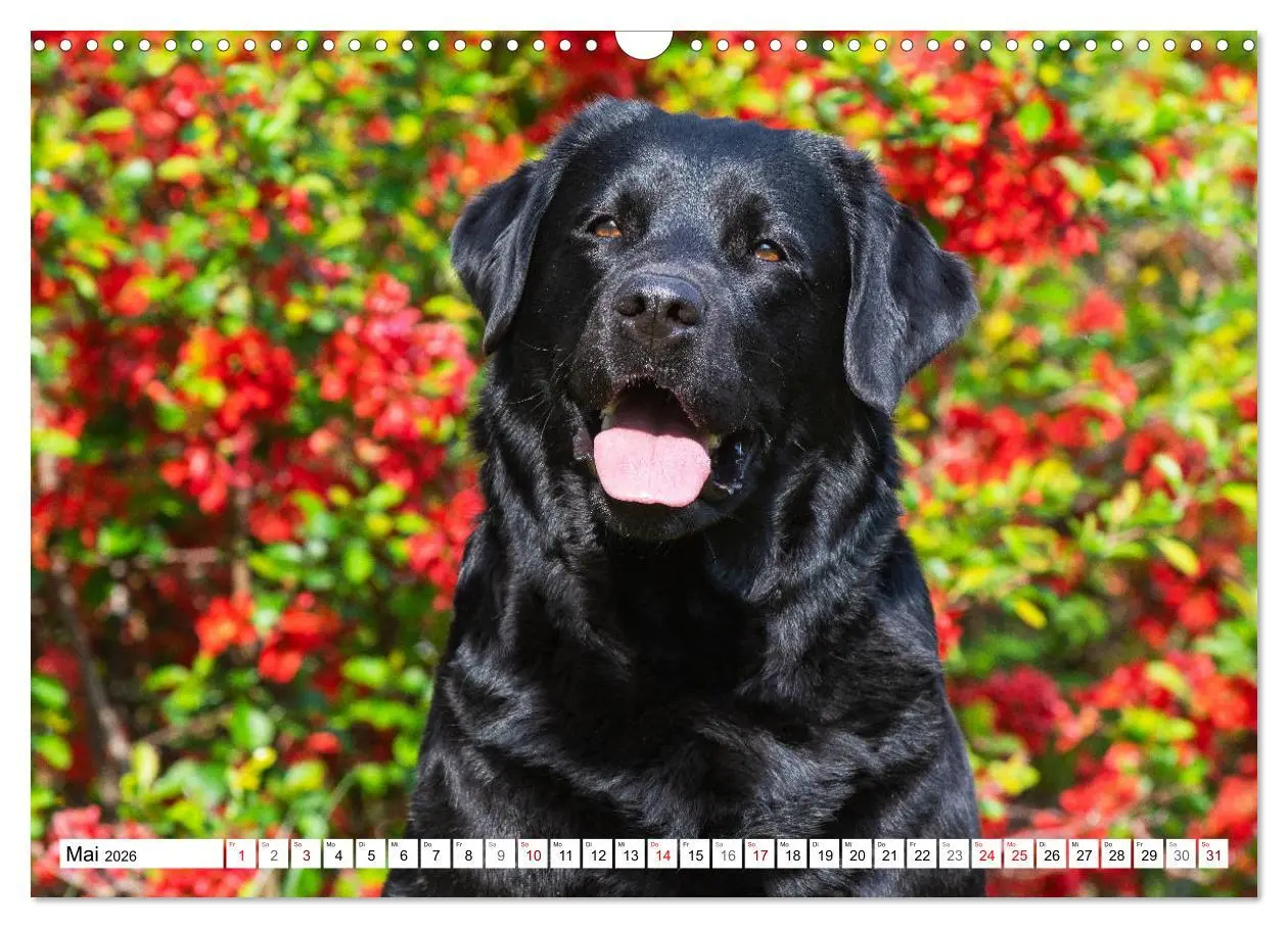 Bild: 9783457824733 | Freund auf 4 Pfoten - Labrador Retriever (Wandkalender 2026 DIN A3...